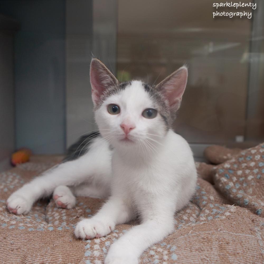 Enlarge Breda, a Adopted Domestic Short Hair in Ridgefield, CT image 3/3