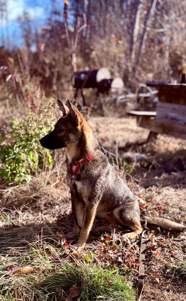 Marley, Adopted, Young Female German Shepherd Dog.