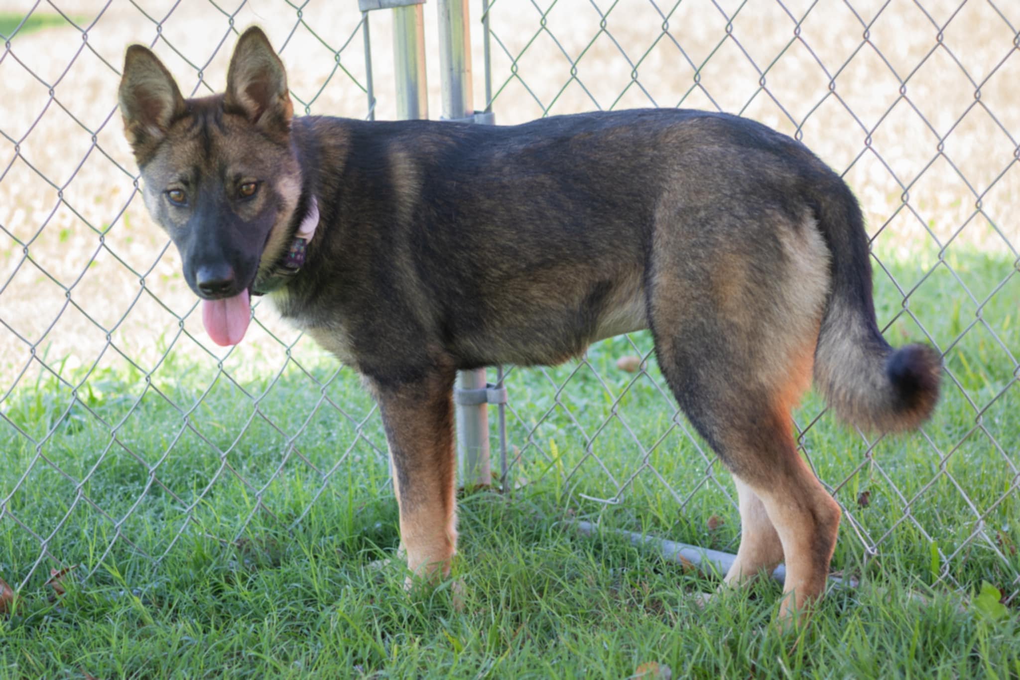 Marley, Adopted, Young Female German Shepherd Dog.