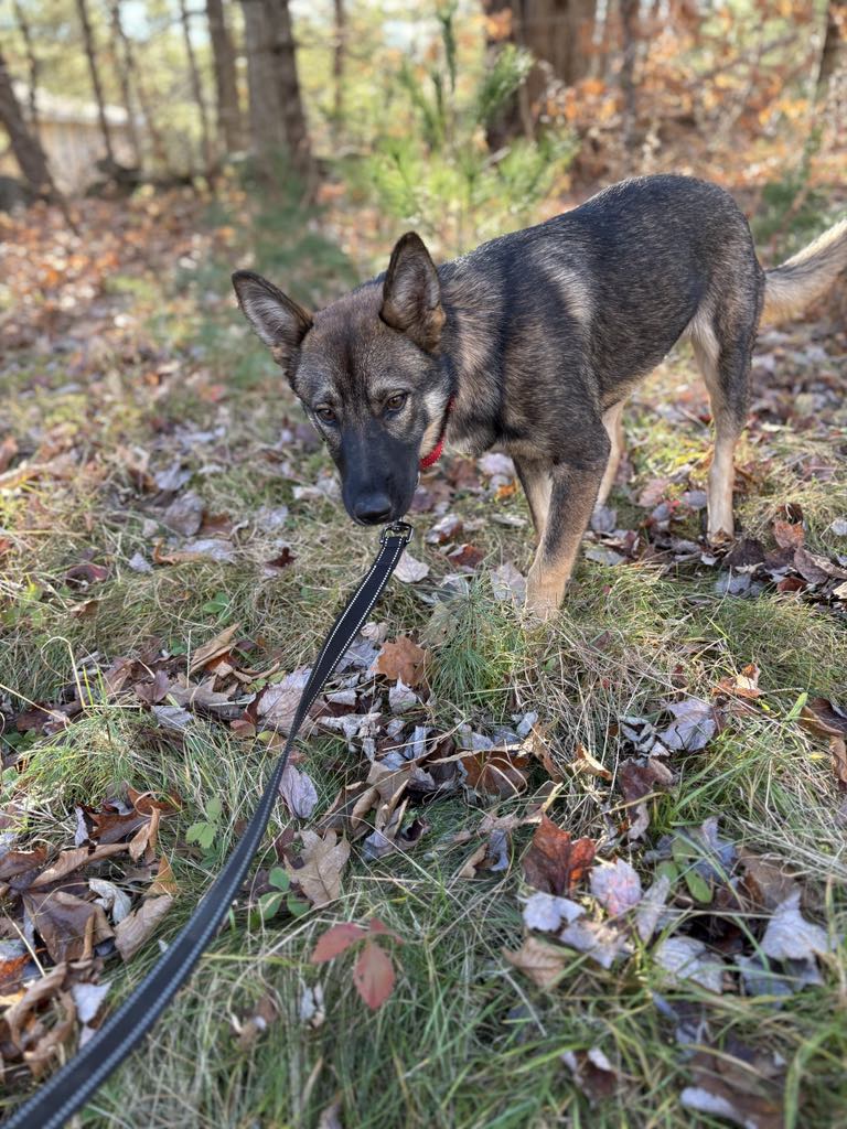 Enlarge Marley, a Adopted German Shepherd Dog in Fryeburg, ME image 3/5