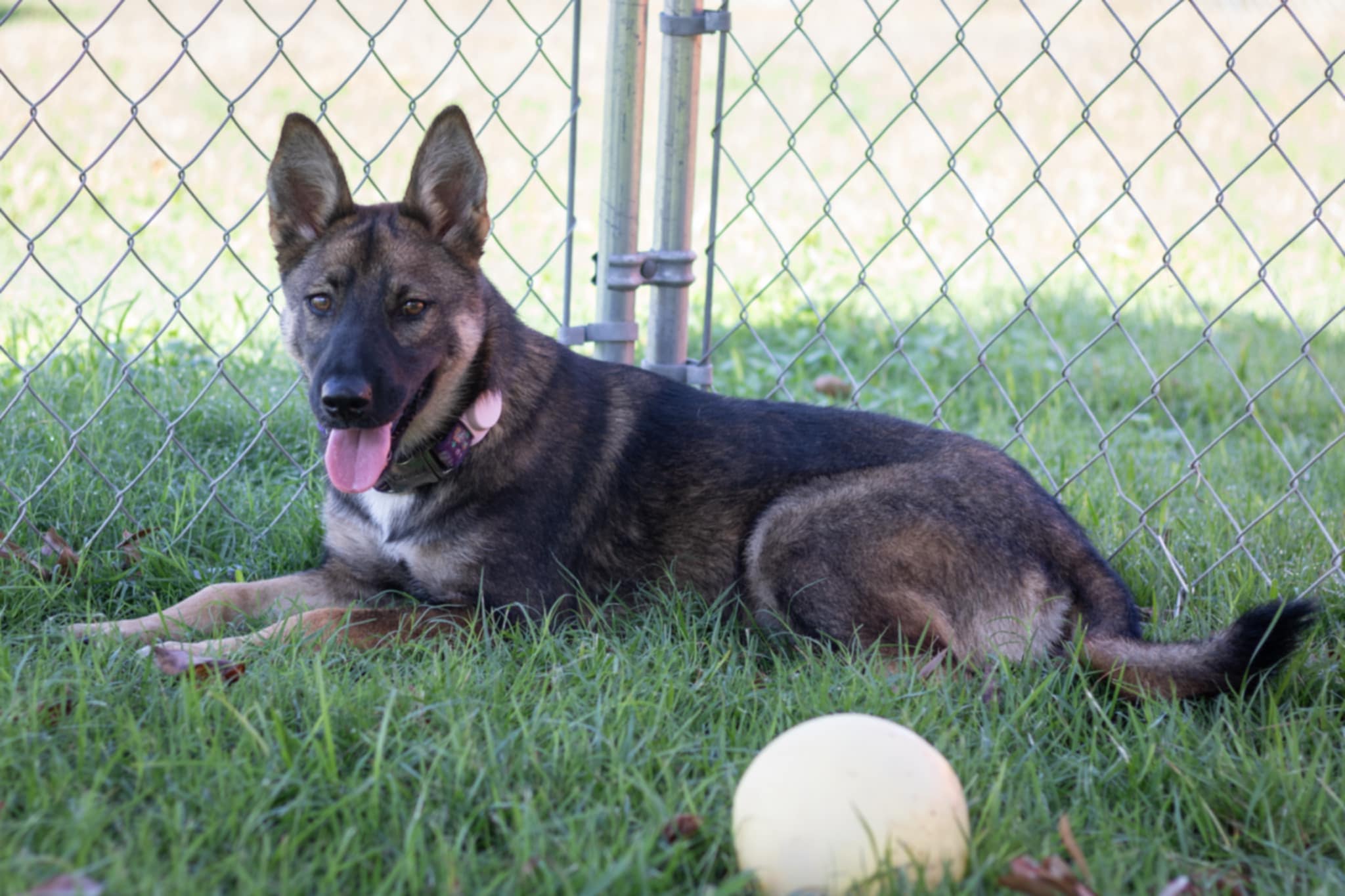 Enlarge Marley, a Adopted German Shepherd Dog in Fryeburg, ME image 4/5