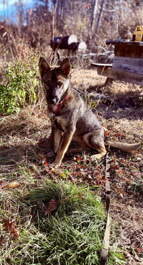Enlarge Marley, a Adopted German Shepherd Dog in Fryeburg, ME image 5/5