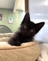 Aretha, an adopted Domestic Medium Hair in Eagle, CO image 1/3