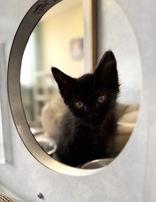 Aretha, an adopted Domestic Medium Hair in Eagle, CO image 2/3