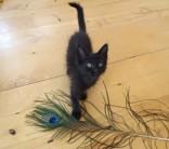 Aretha, an adopted Domestic Medium Hair in Eagle, CO image 3/3