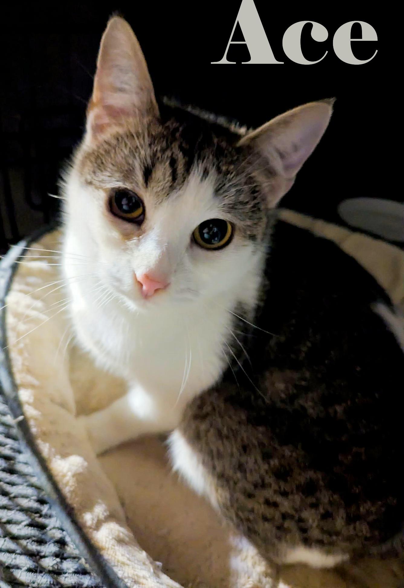 Enlarge Ace, a ADOPTABLE Domestic Short Hair in Shawnigan Lake, BC image 1/1