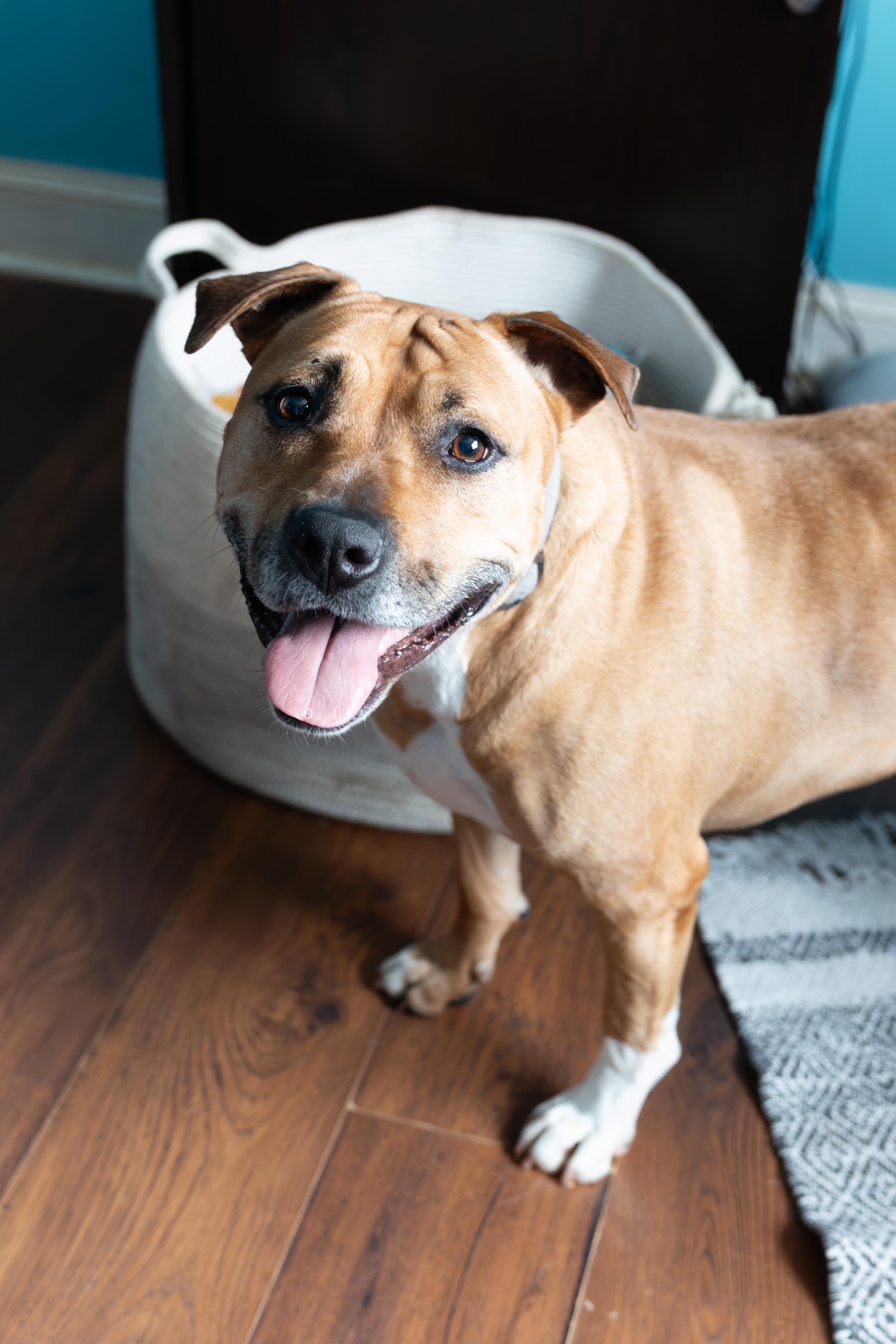 Enlarge Yennifer, a Adoptable American Staffordshire Terrier in CLARKSVILLE, TN image 1/4