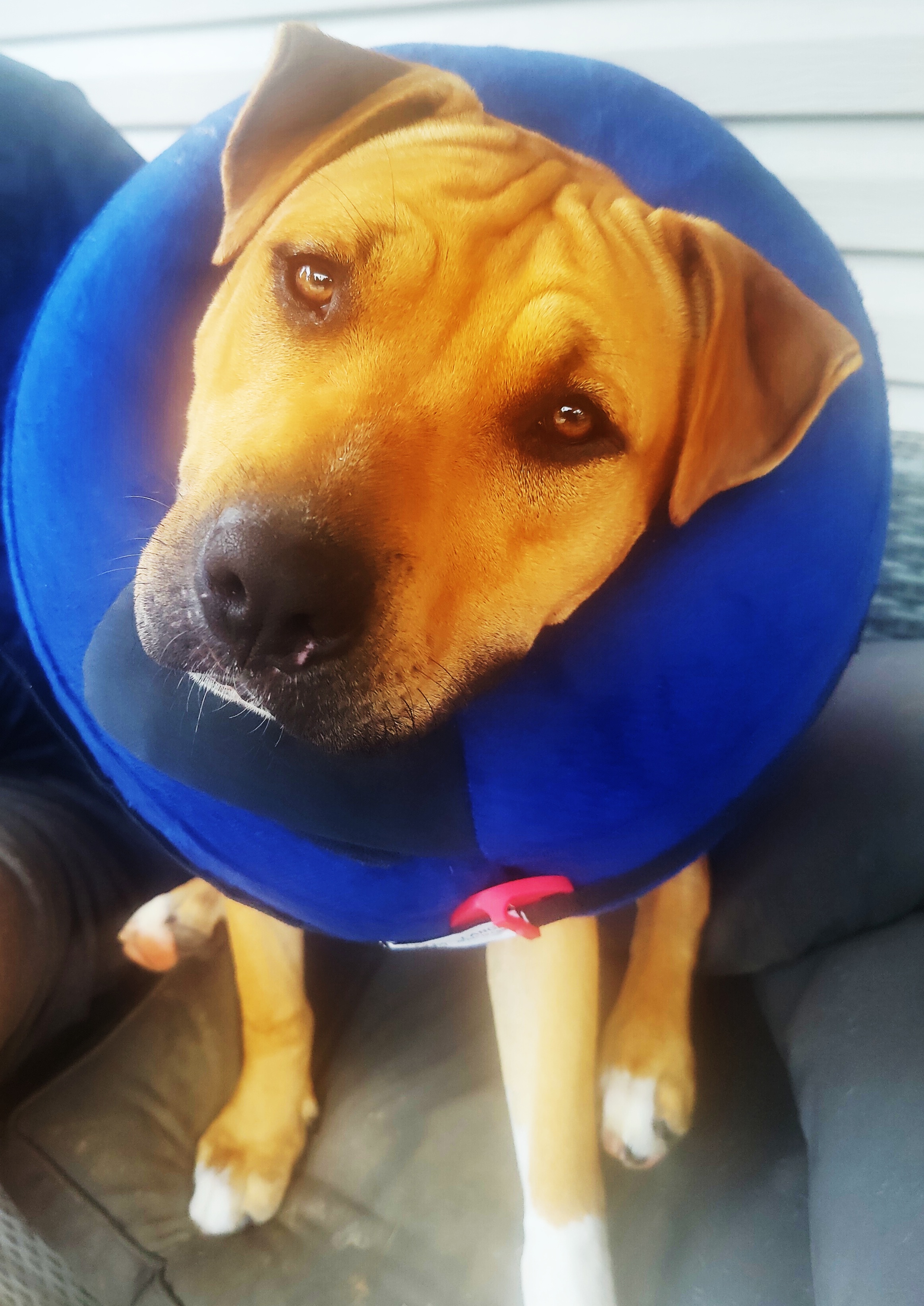 Yennifer, Adoptable, Adult Female American Staffordshire Terrier.