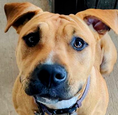 Enlarge Yennifer, a Adoptable American Staffordshire Terrier in CLARKSVILLE, TN image 3/4