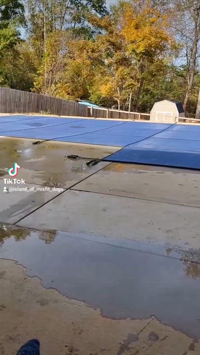 Enlarge Yennifer, a Adoptable American Staffordshire Terrier in CLARKSVILLE, TN video 4/4