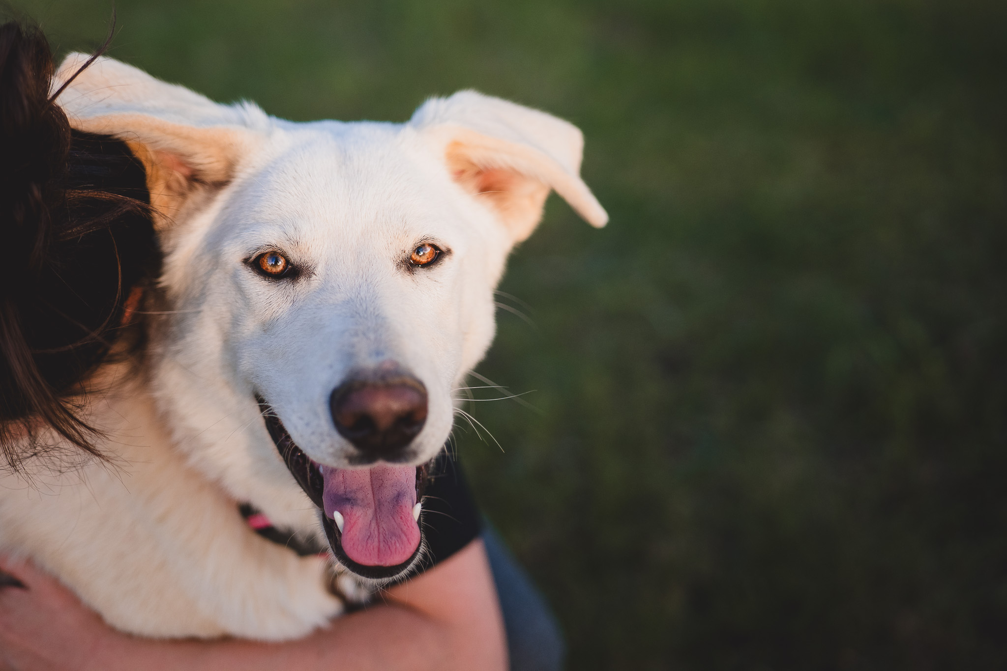 Snowy - Transport, a Adoptable mixed breed in Greenwood, IN image 2/6