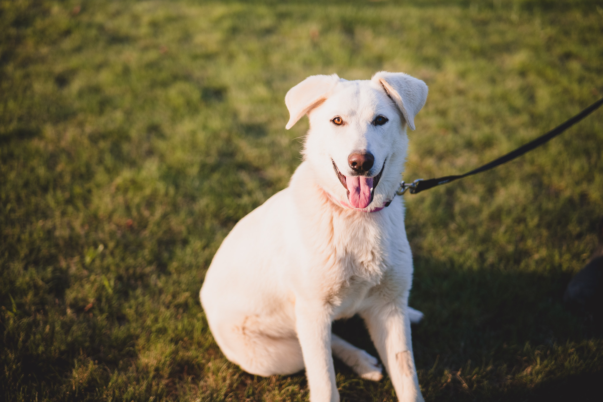 Snowy - Transport, a Adoptable mixed breed in Greenwood, IN image 5/6