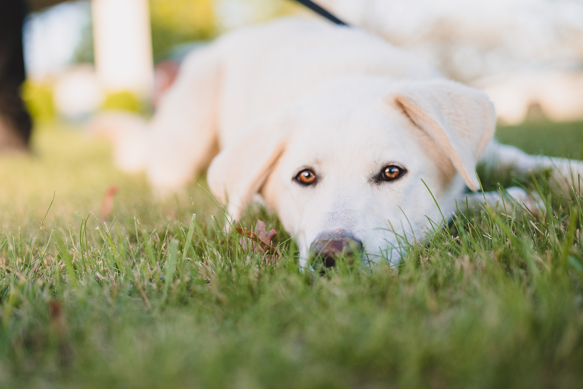 Snowy - Transport, a Adoptable mixed breed in Greenwood, IN image 6/6