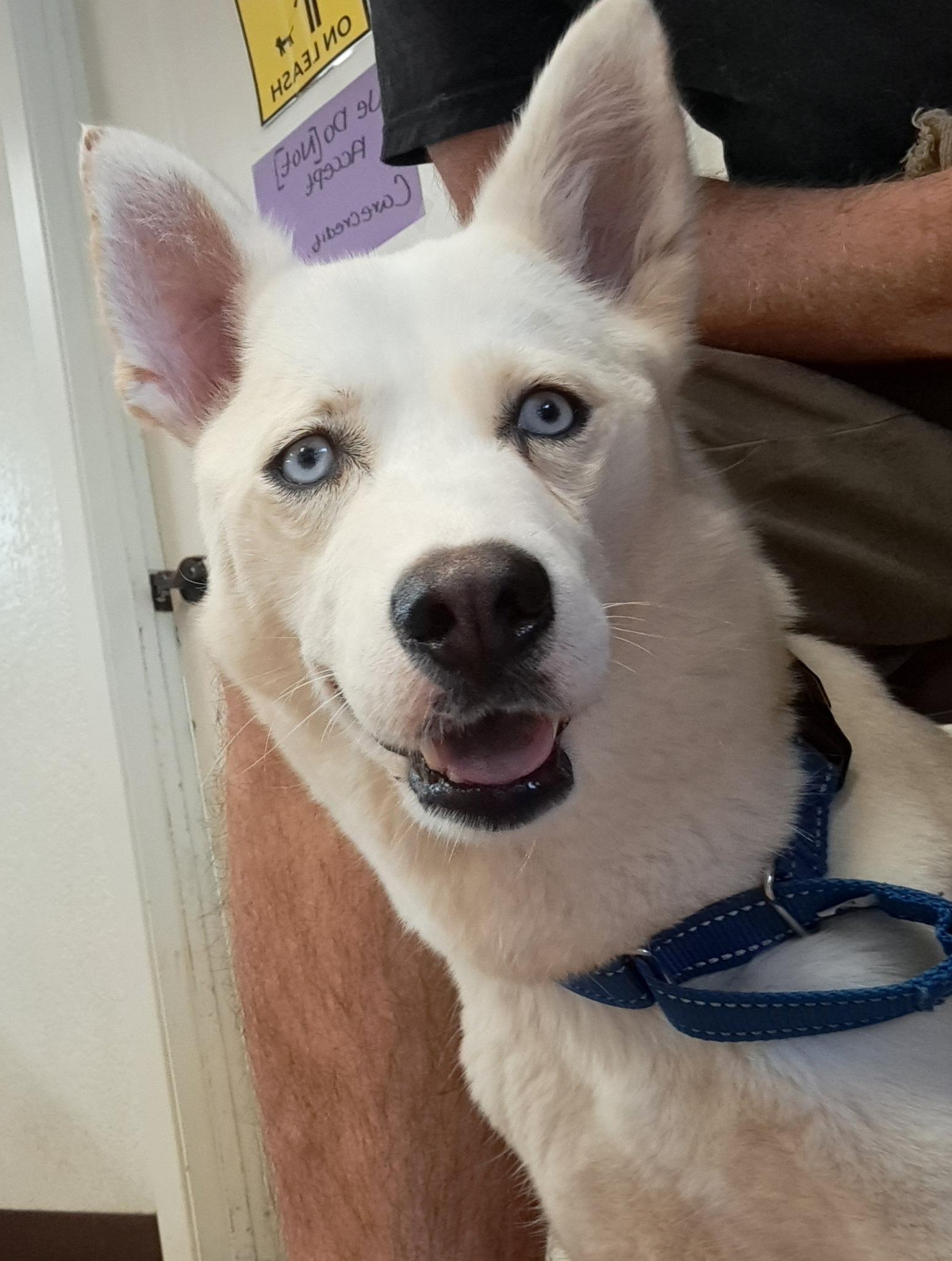 Bonita, Adult Female unknown