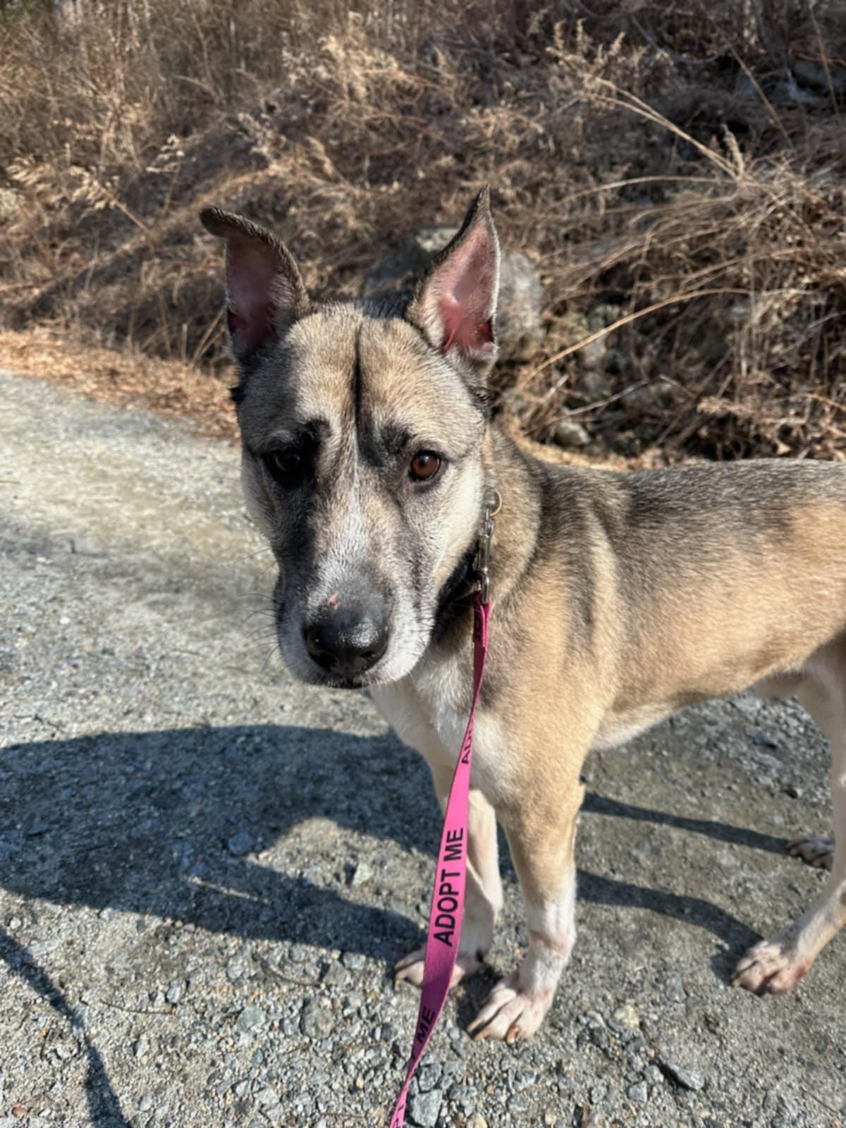 Rocky, Adoptable, Adult Male Japanese Akita .
