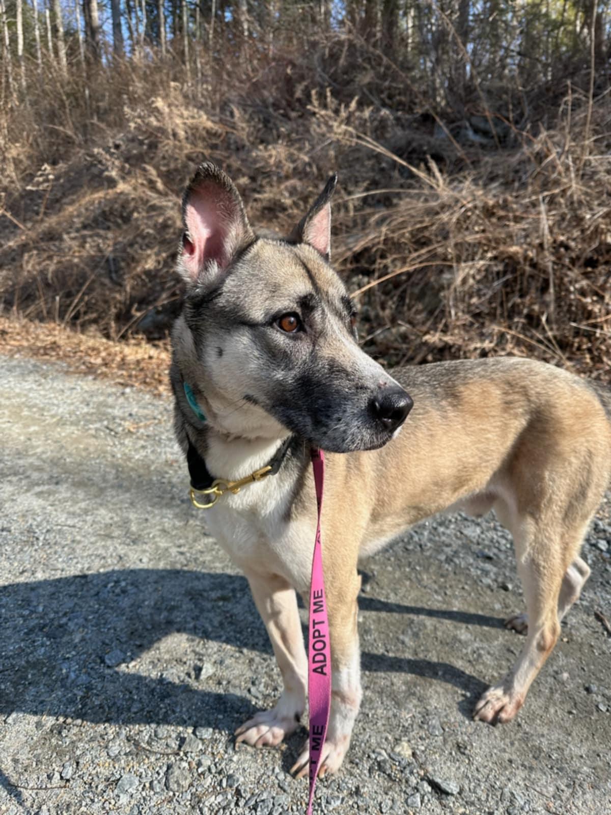 Enlarge Rocky, a Adoptable mixed breed in Bozrah, CT image 2/2