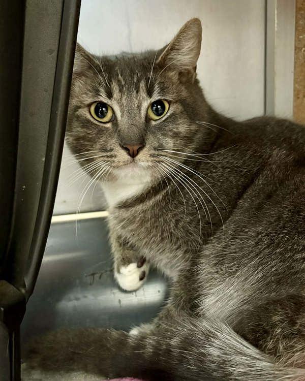 Enlarge Dory, a Adoptable mixed breed in Novato, CA image 1/6