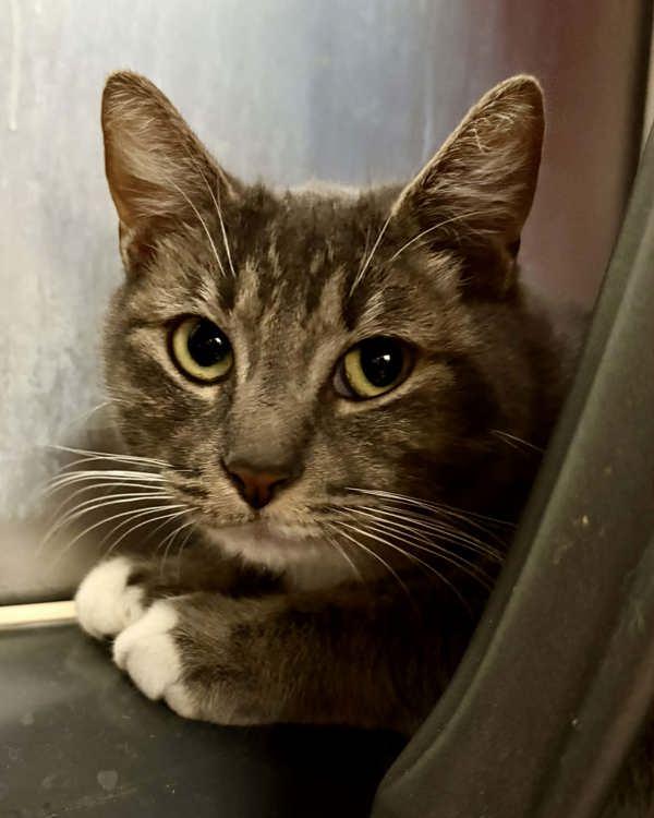 Enlarge Dory, a Adoptable mixed breed in Novato, CA image 3/6