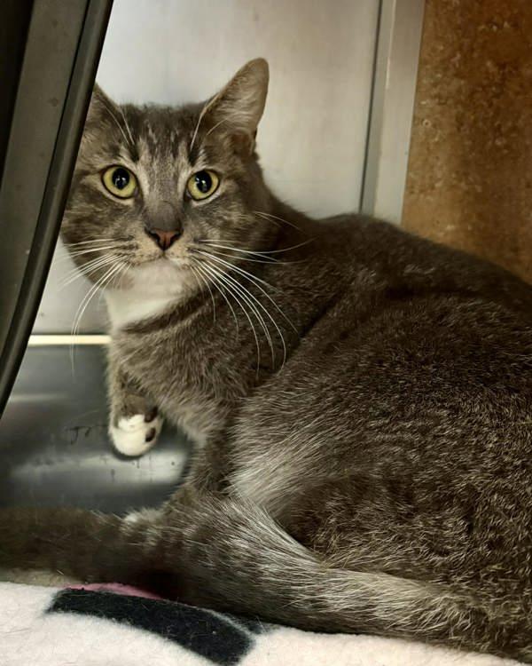 Enlarge Dory, a Adoptable mixed breed in Novato, CA image 4/6