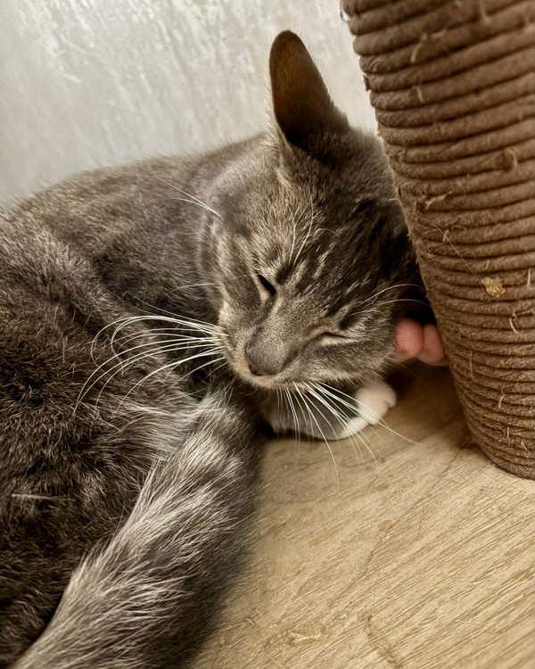 Enlarge Dory, a Adoptable mixed breed in Novato, CA image 5/6