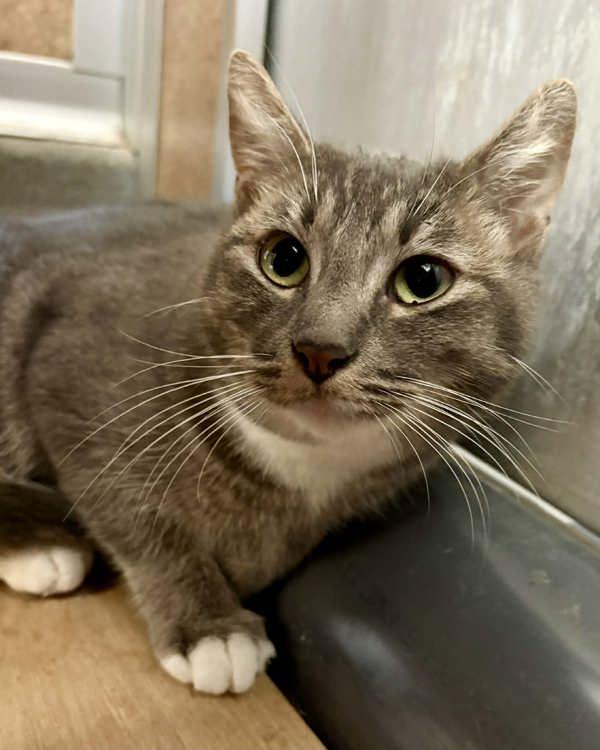 Enlarge Dory, a Adoptable mixed breed in Novato, CA image 6/6