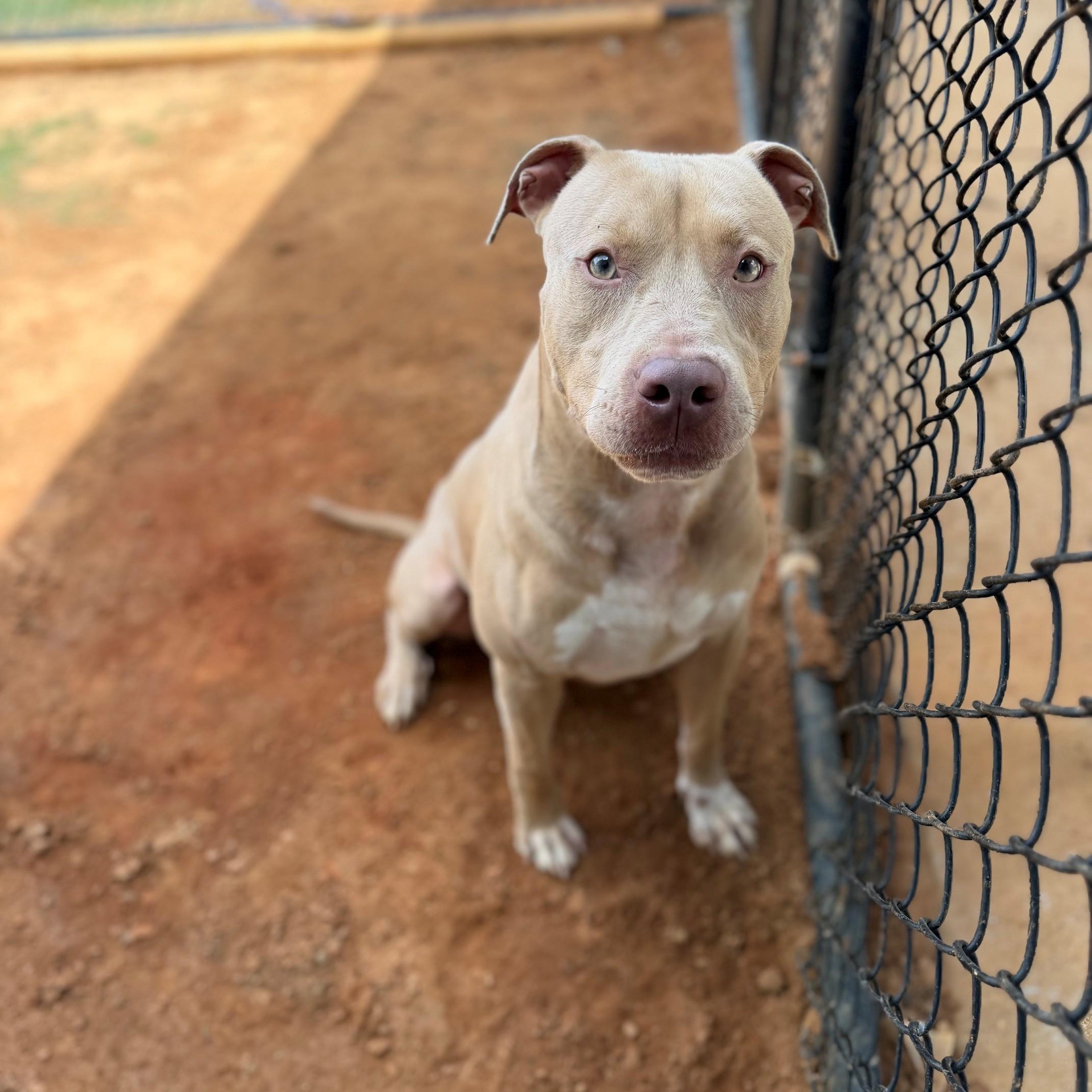 Hardy, ADOPTABLE, Adult Male Mixed Breed.