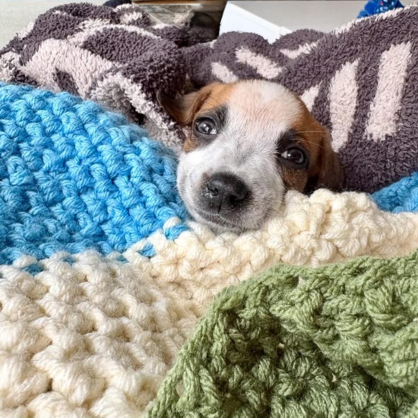 Enlarge Rotini, an adopted mixed breed in Philadelphia, PA image 6/6