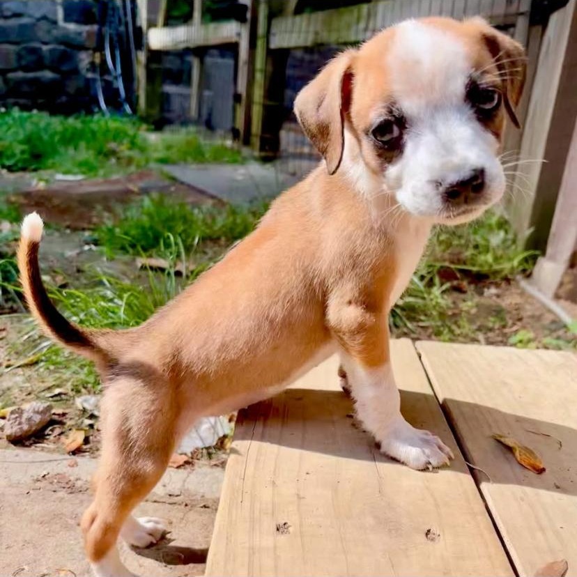 Enlarge Rotini, an adopted mixed breed in Philadelphia, PA image 5/6
