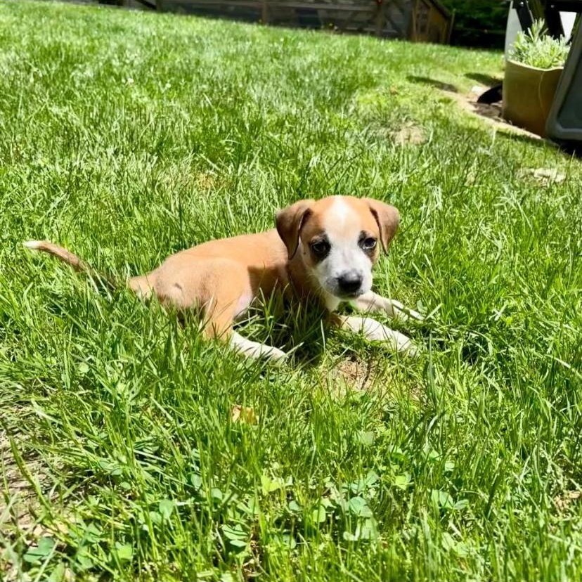 Enlarge Rotini, an adopted mixed breed in Philadelphia, PA image 3/6