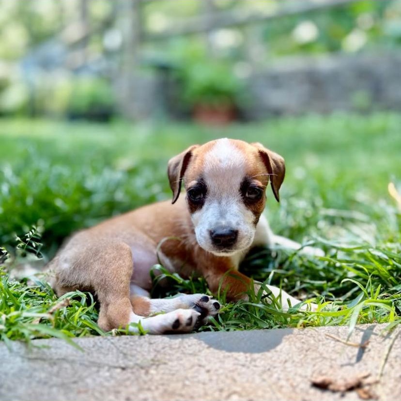 Enlarge Rotini, an adopted mixed breed in Philadelphia, PA image 2/6