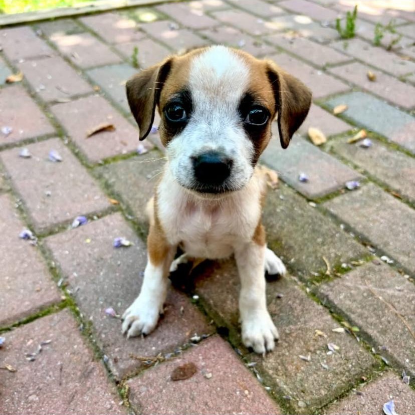 Rotini, adopted, Puppy Female Jack Russell Terrier & Beagle.