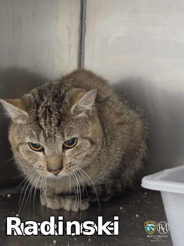 Radinski, Adoptable, Young Male Domestic Short Hair.