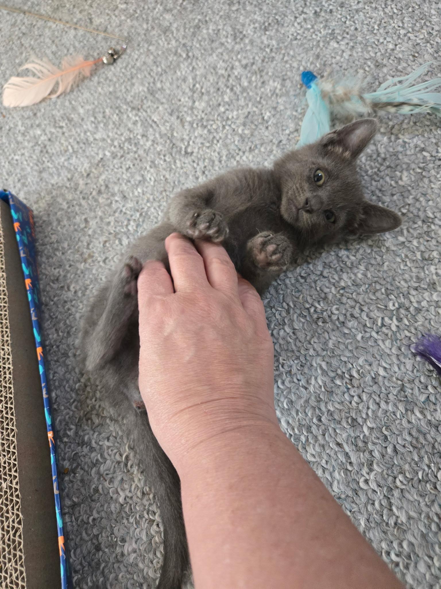 Bob, Adoptable, Kitten Male Domestic Short Hair.