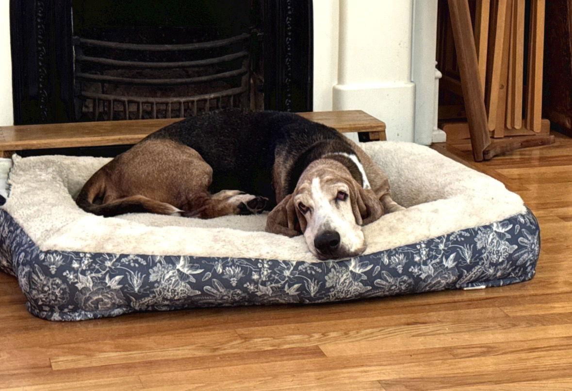 Tucker Eugene, Adoptable, Senior Male Basset Hound.