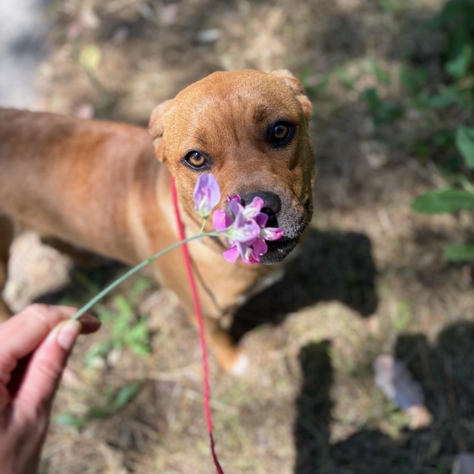 Enlarge Briar, a ADOPTABLE Mixed Breed in Grass Valley, CA image 3/4