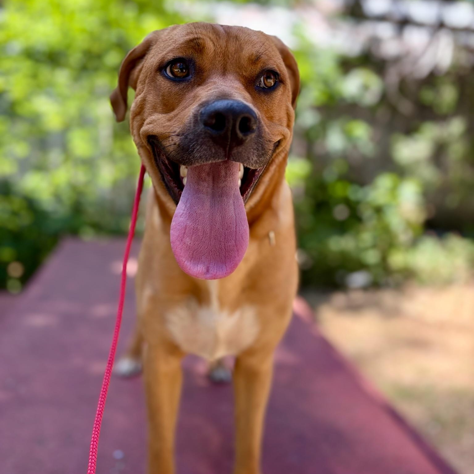 Briar, ADOPTABLE, Adult Female Mixed Breed.