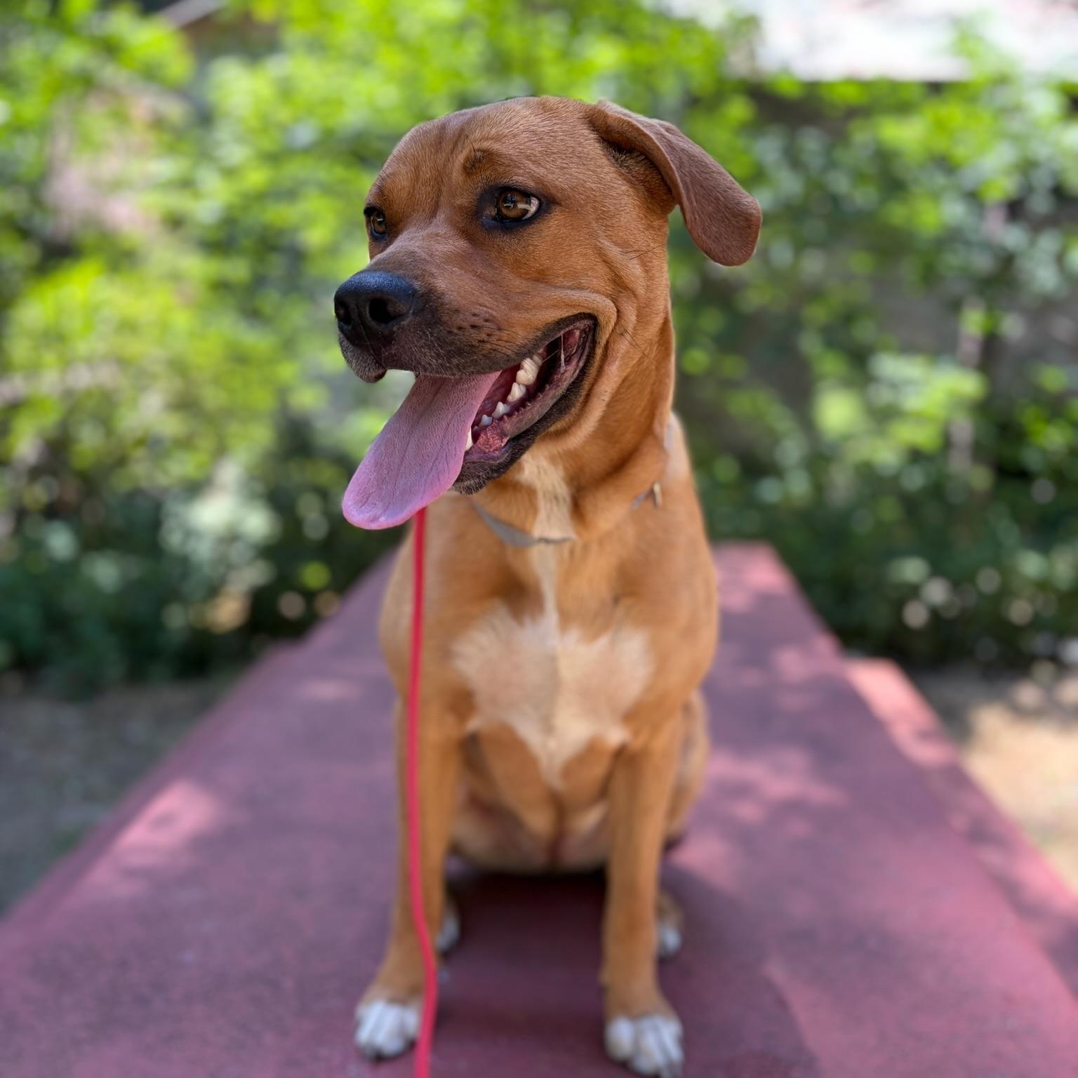 Enlarge Briar, a ADOPTABLE Mixed Breed in Grass Valley, CA image 4/4