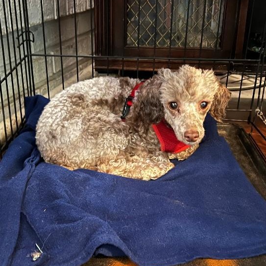 Rue, a ADOPTABLE Poodle (Toy) in Carrollton, TX image 2/3