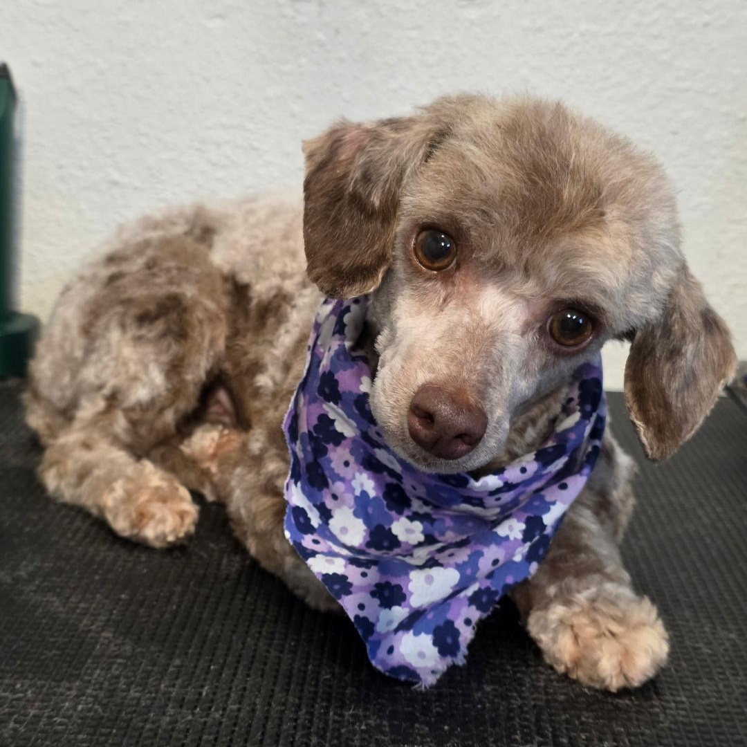 Rue, ADOPTABLE, Senior Female Poodle (Toy).