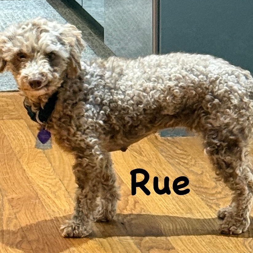 Rue, a ADOPTABLE Poodle (Toy) in Carrollton, TX image 3/3