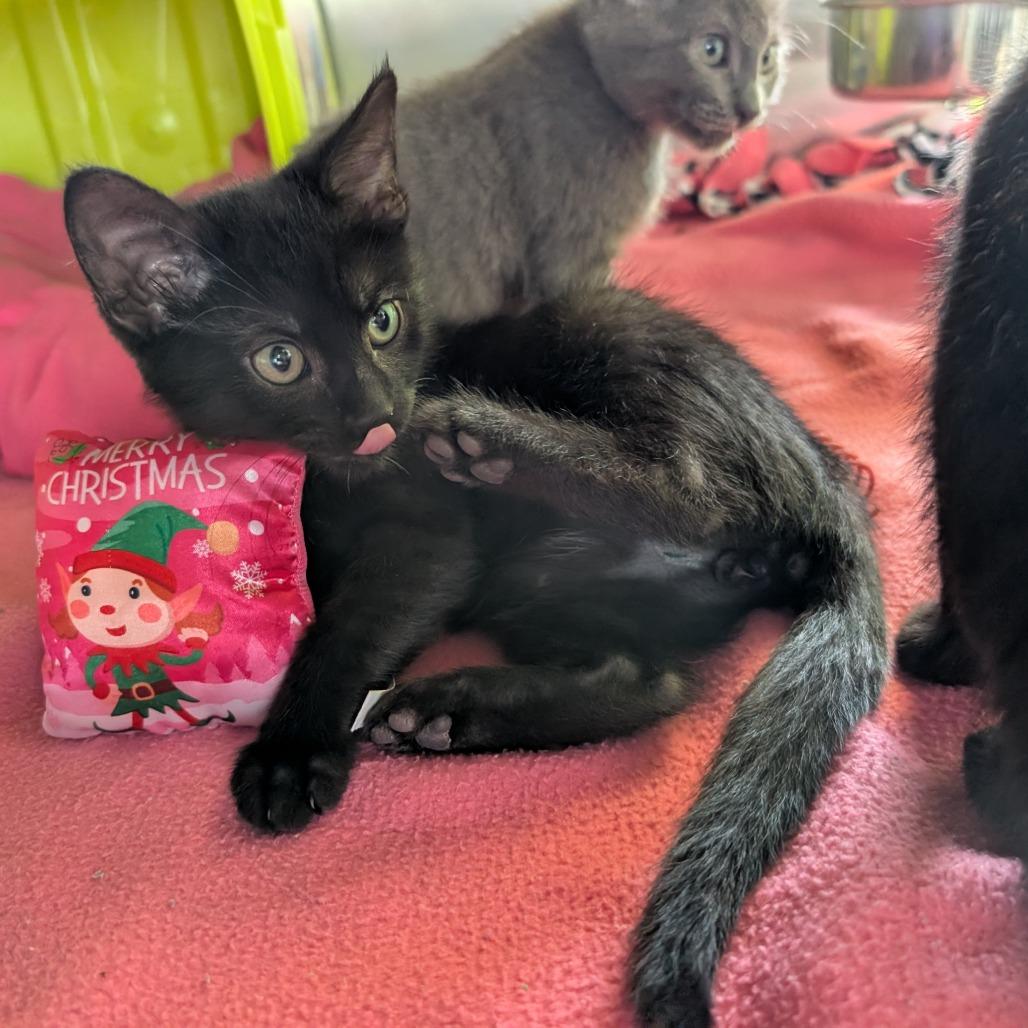 Patrick, Adoptable, Kitten Male Domestic Short Hair.