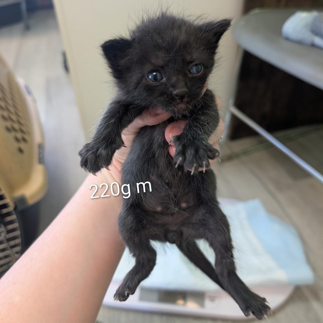 Enlarge Patrick, a Adoptable Domestic Short Hair in Emporia, KS image 2/3