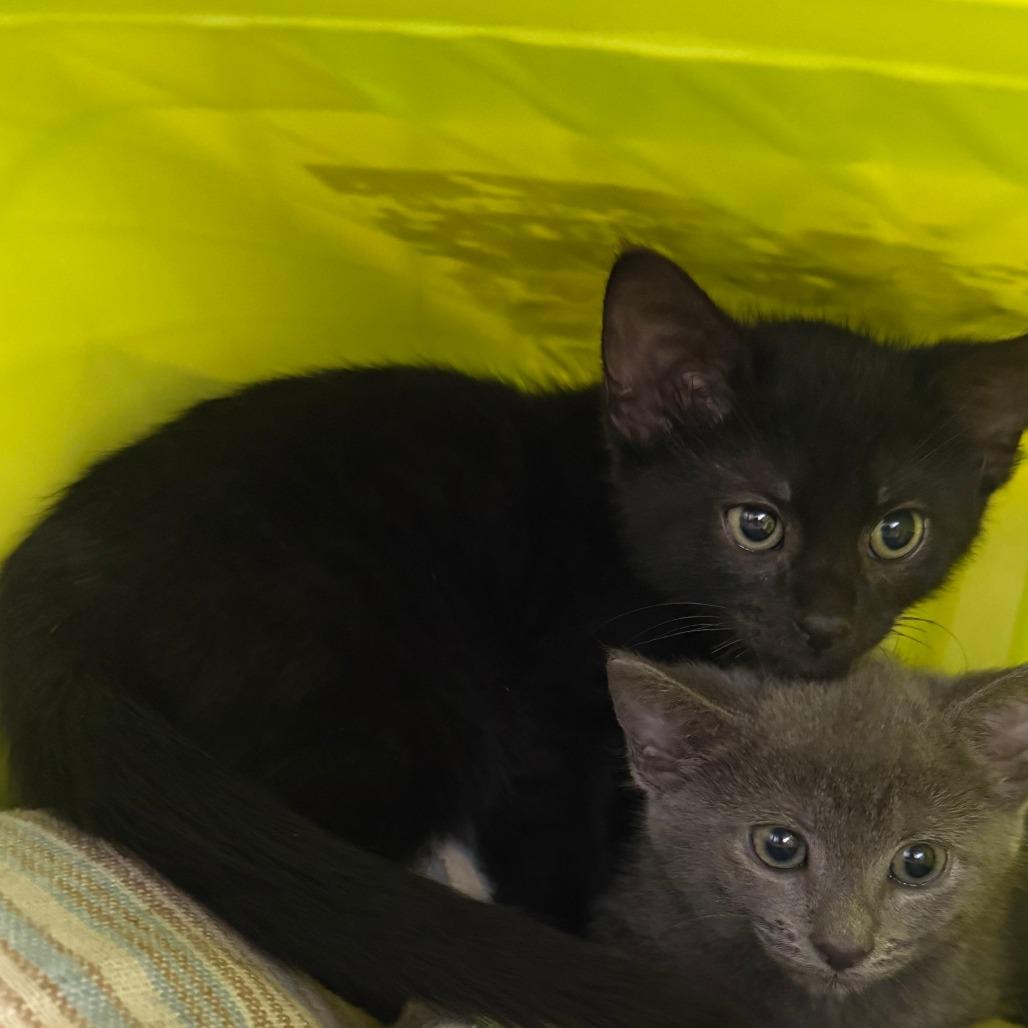 Enlarge Patrick, a Adoptable Domestic Short Hair in Emporia, KS image 3/3