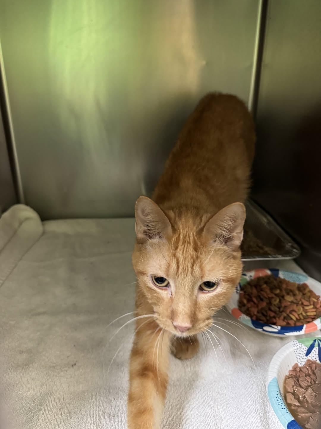 Nicolas Cage, Adoptable, Young Male Domestic Short Hair.