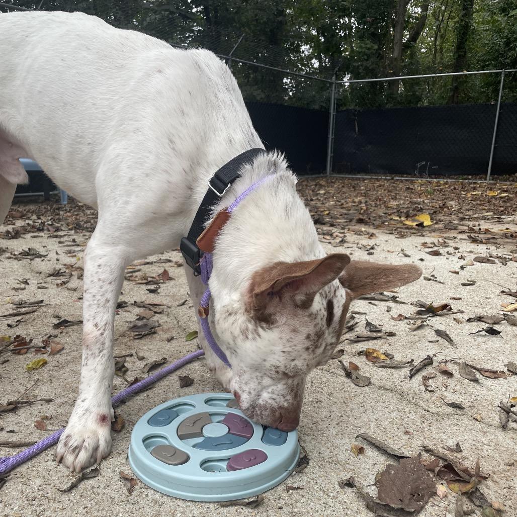 Dunkin, Adoptable, Adult Male Mixed Breed.