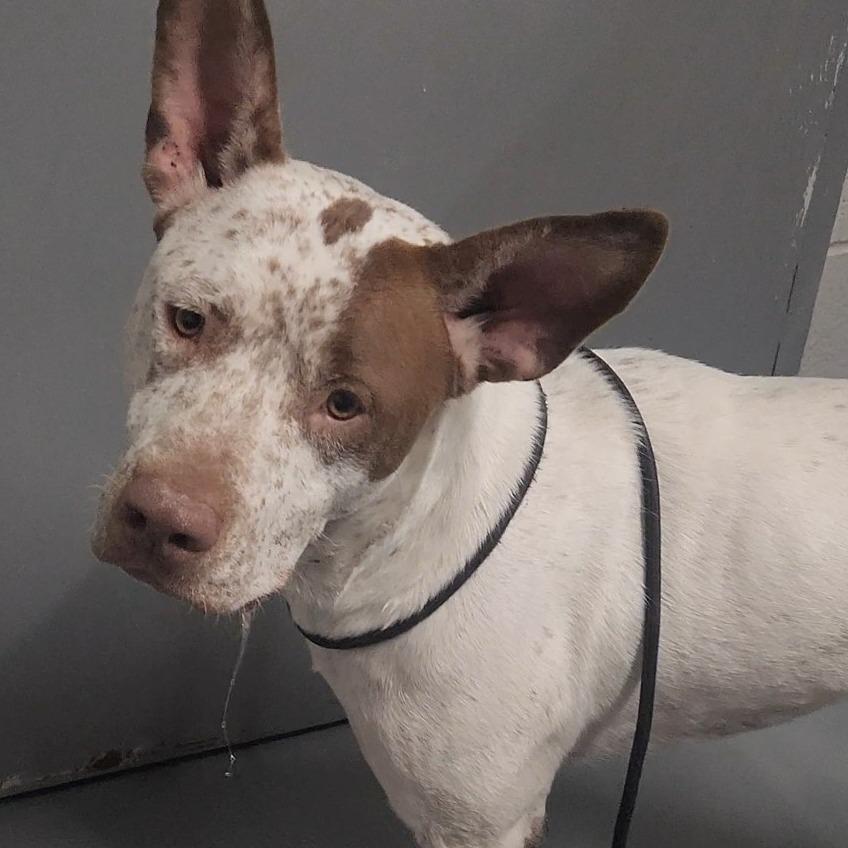 Enlarge Dunkin, a Adoptable Mixed Breed image 2/6