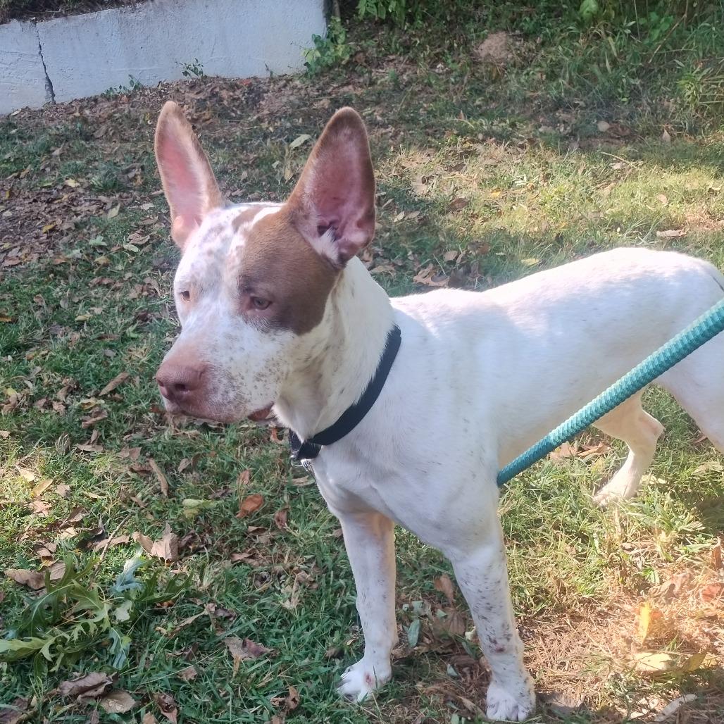 Enlarge Dunkin, a Adoptable Mixed Breed image 4/6