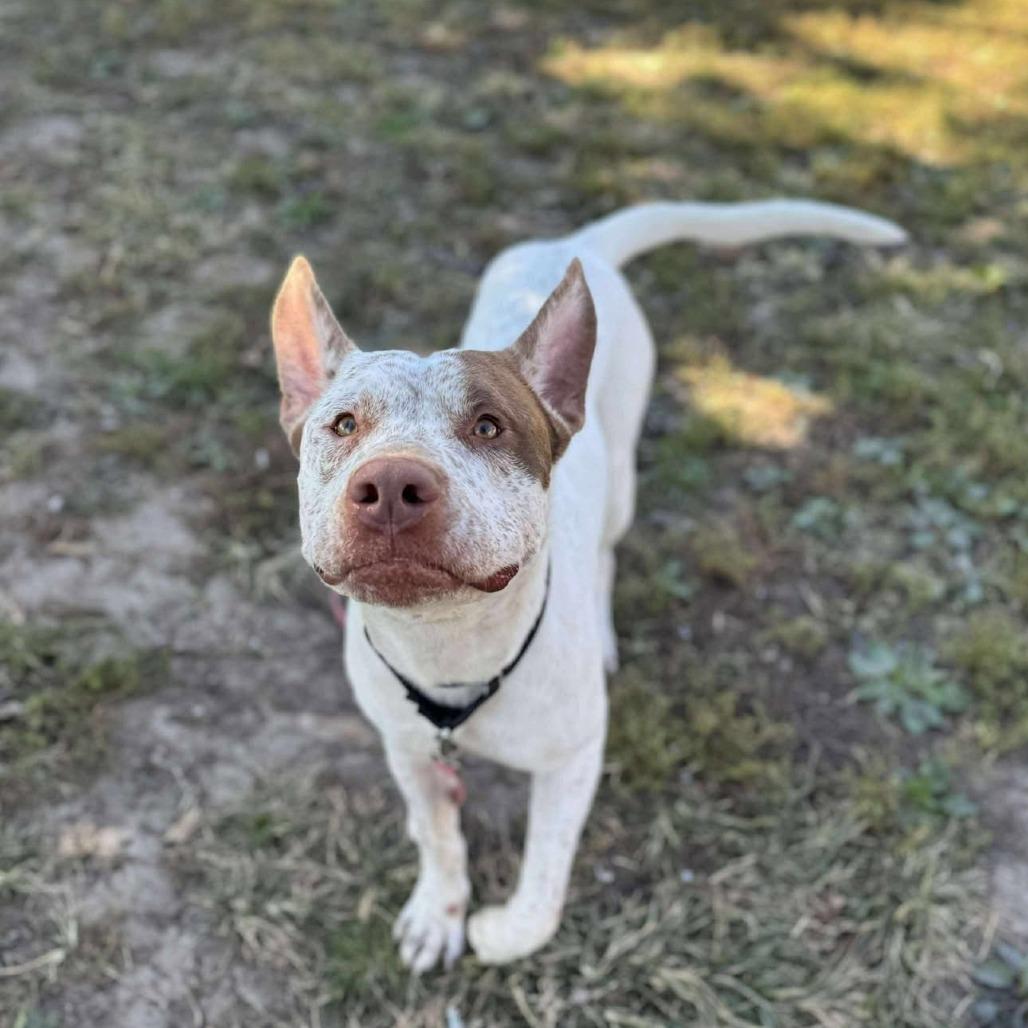 Enlarge Dunkin, a Adoptable Mixed Breed image 6/6