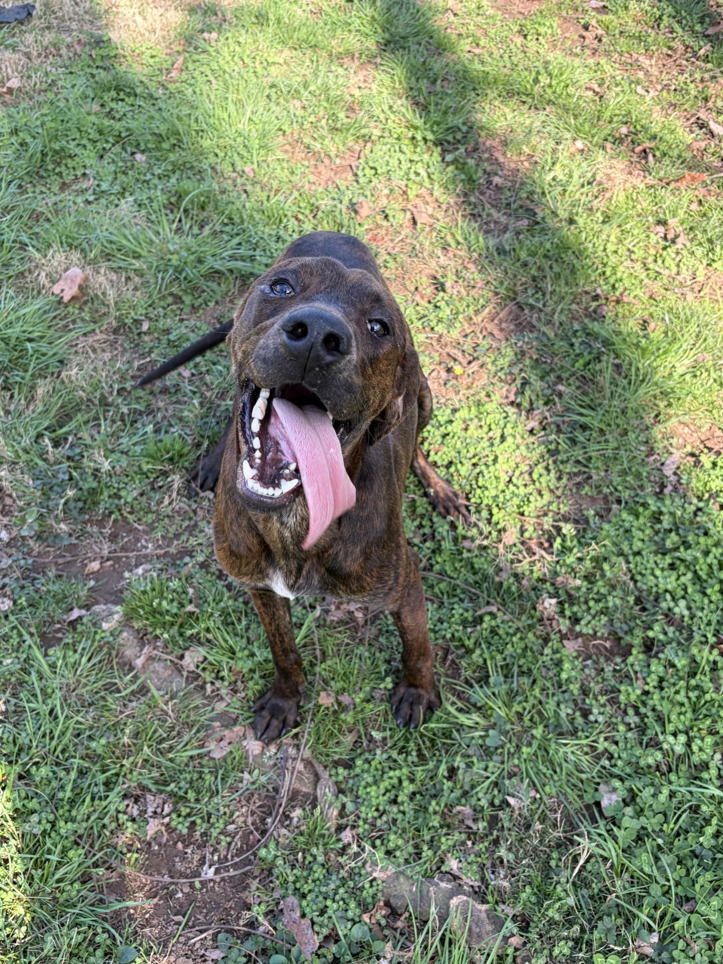 Enlarge Duke, a Adoptable Plott Hound in Loudon, TN image 1/3