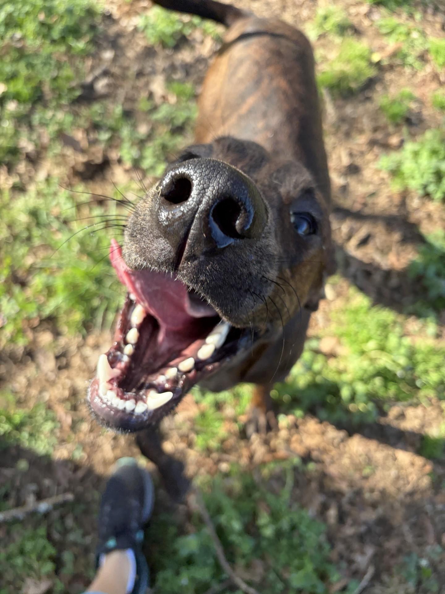 Enlarge Duke, a Adoptable Plott Hound in Loudon, TN image 2/3